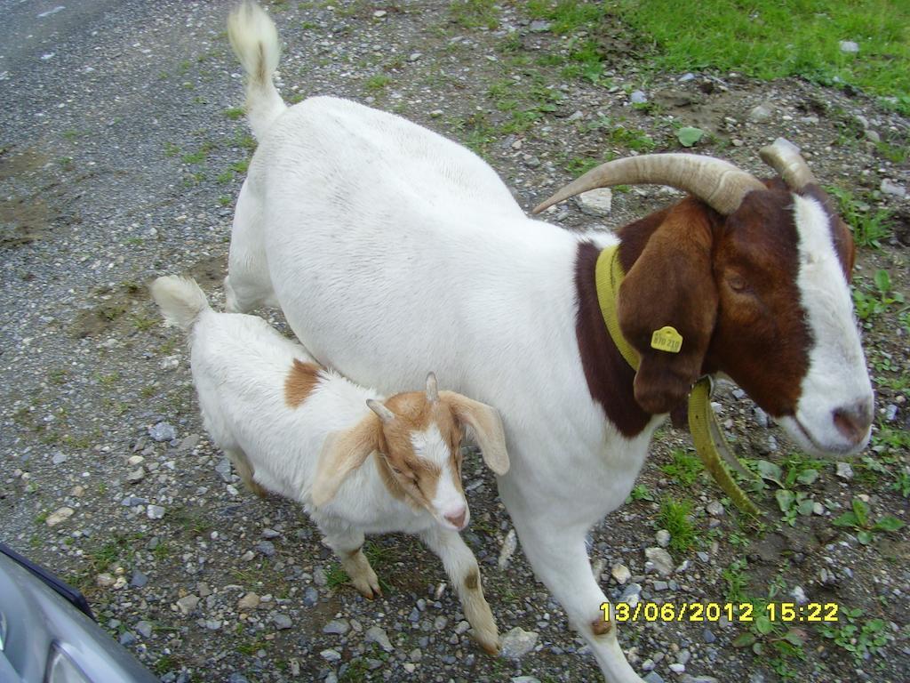 Feriendorf Ponyhof Hotel Fusch an der Grossglocknerstrasse ภายนอก รูปภาพ